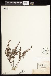 Scutellaria leonardii image