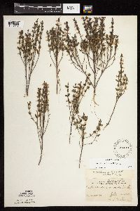Scutellaria leonardii image