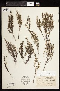 Scutellaria leonardii image