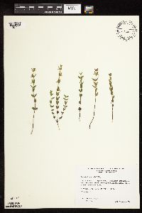 Scutellaria leonardii image