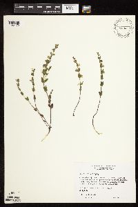 Scutellaria leonardii image
