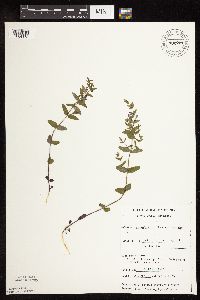 Scutellaria leonardii image