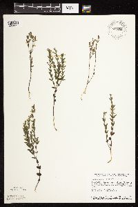 Scutellaria leonardii image