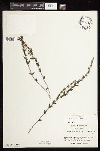 Scutellaria leonardii image