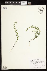 Scutellaria leonardii image