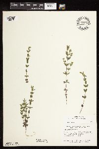 Scutellaria leonardii image