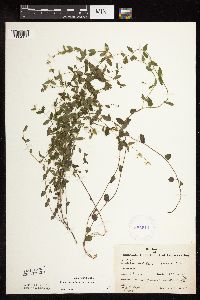 Scutellaria leonardii image