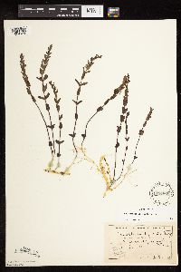 Scutellaria leonardii image