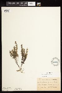 Scutellaria leonardii image