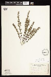 Scutellaria leonardii image