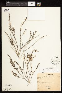 Scutellaria leonardii image