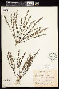 Scutellaria leonardii image