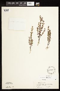 Scutellaria leonardii image