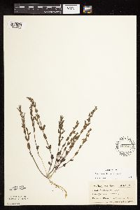 Scutellaria leonardii image