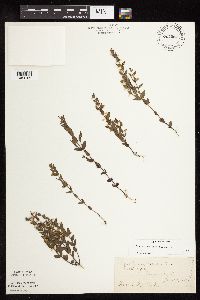 Scutellaria leonardii image