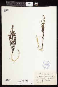 Scutellaria leonardii image