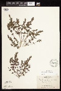 Scutellaria leonardii image