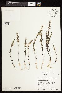 Scutellaria leonardii image