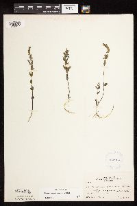 Scutellaria leonardii image
