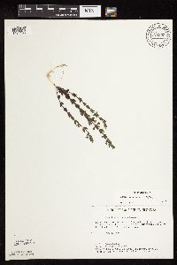 Scutellaria leonardii image