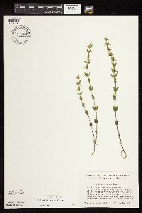 Scutellaria leonardii image
