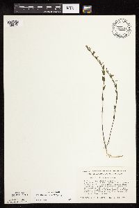 Scutellaria leonardii image