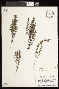 Scutellaria parvula image