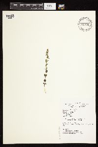 Scutellaria parvula image