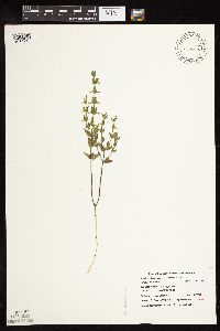 Scutellaria parvula image