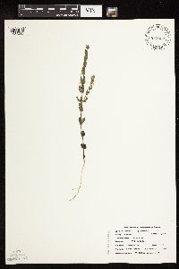 Scutellaria parvula image
