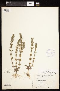 Scutellaria parvula image