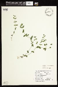 Scutellaria parvula image