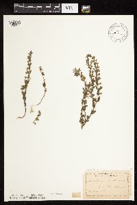 Scutellaria parvula image