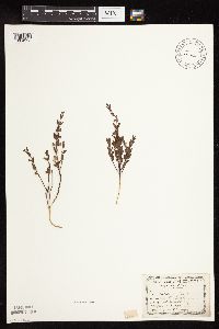 Scutellaria parvula image