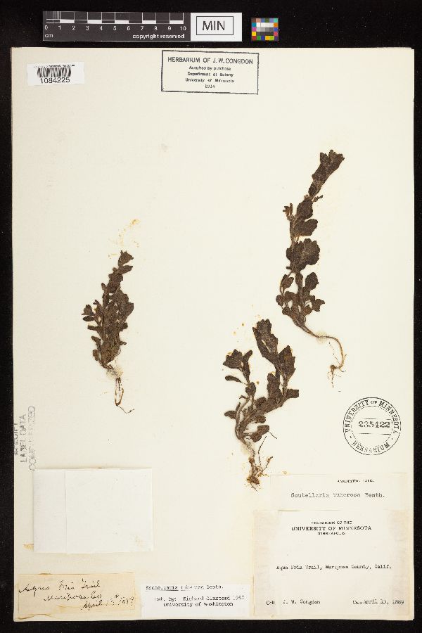 Scutellaria tuberosa image