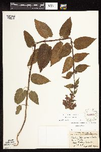 Stachys chamissonis var. cooleyae image