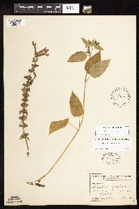 Stachys chamissonis var. cooleyae image