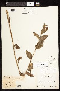 Stachys chamissonis var. cooleyae image