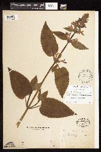 Stachys chamissonis var. cooleyae image