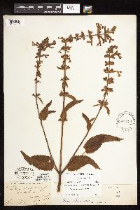 Stachys chamissonis var. cooleyae image