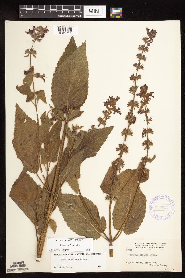 Stachys chamissonis image