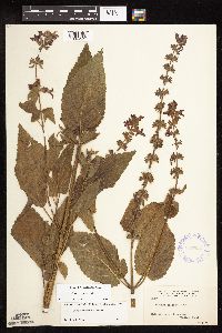 Stachys chamissonis var. cooleyae image