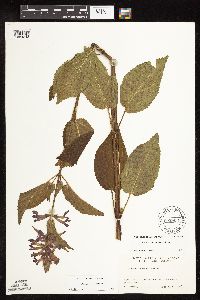 Stachys chamissonis var. cooleyae image