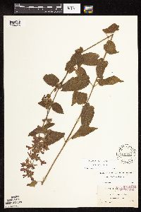 Stachys chamissonis var. cooleyae image