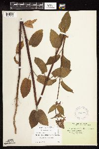 Stachys chamissonis var. cooleyae image