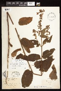 Stachys chamissonis var. cooleyae image