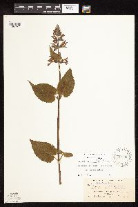 Stachys chamissonis var. cooleyae image