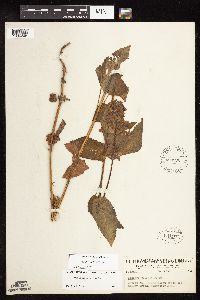 Stachys chamissonis var. cooleyae image