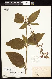 Stachys chamissonis var. cooleyae image