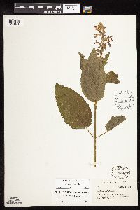 Stachys chamissonis var. cooleyae image